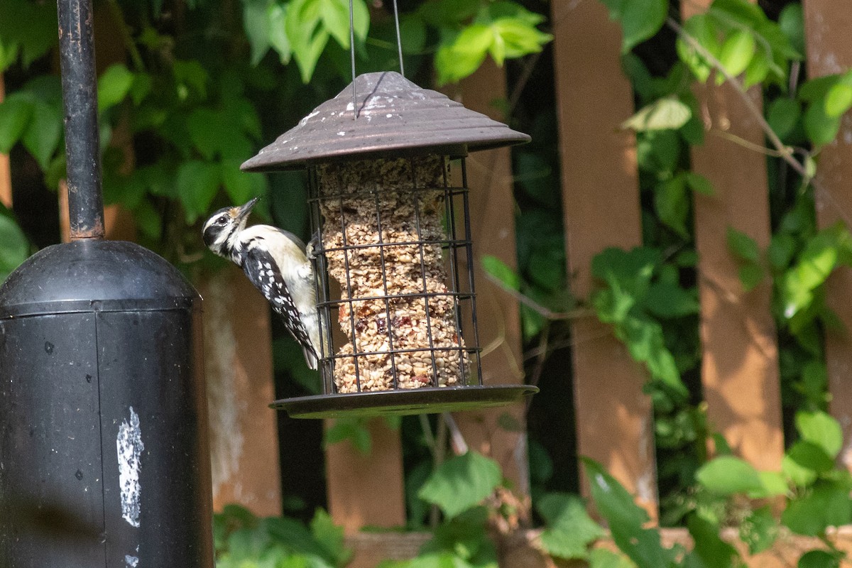 Hairy Woodpecker - ML620295917