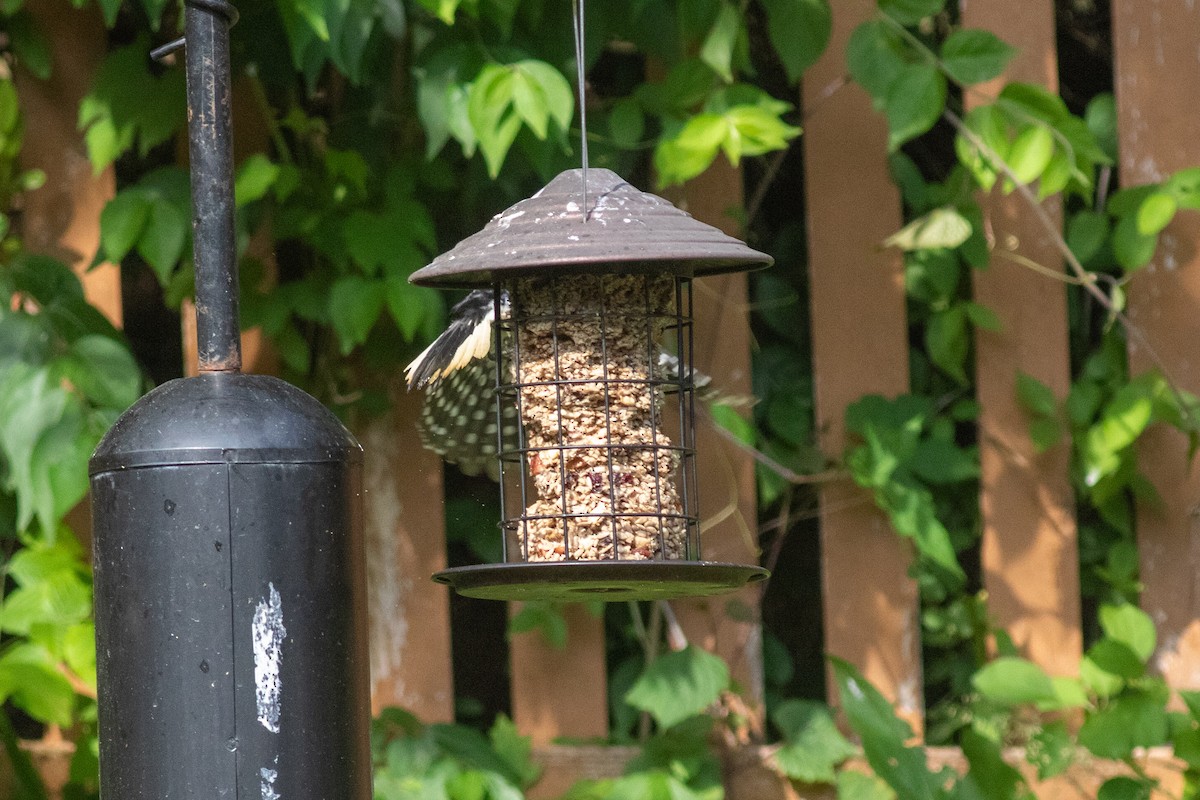 Hairy Woodpecker - ML620295918