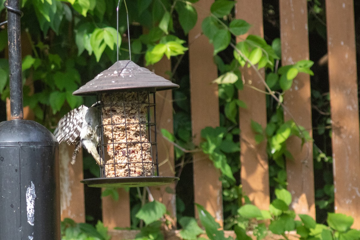 Hairy Woodpecker - ML620295919