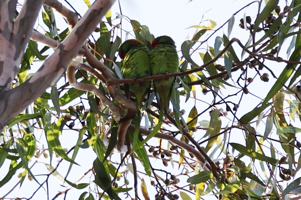 Little Lorikeet - ML620295920