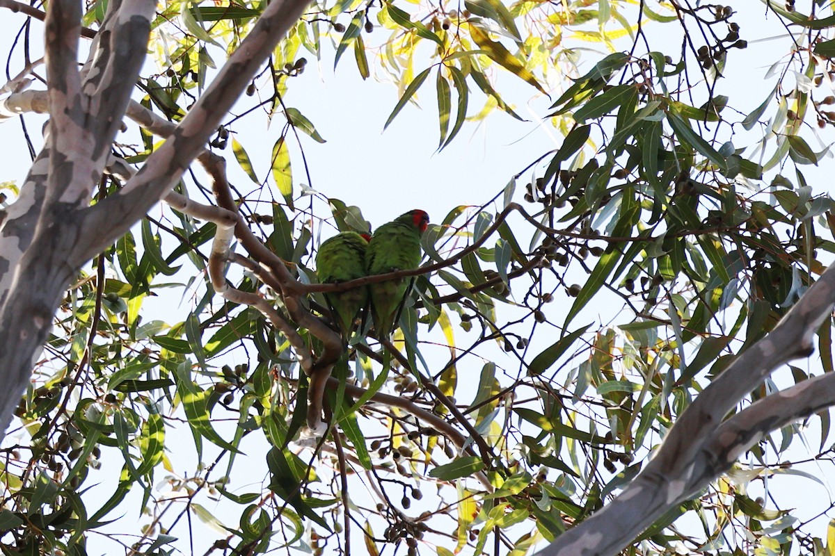 Little Lorikeet - ML620295921