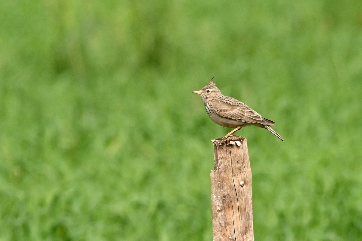 topplerke (cristata gr.) - ML620295922