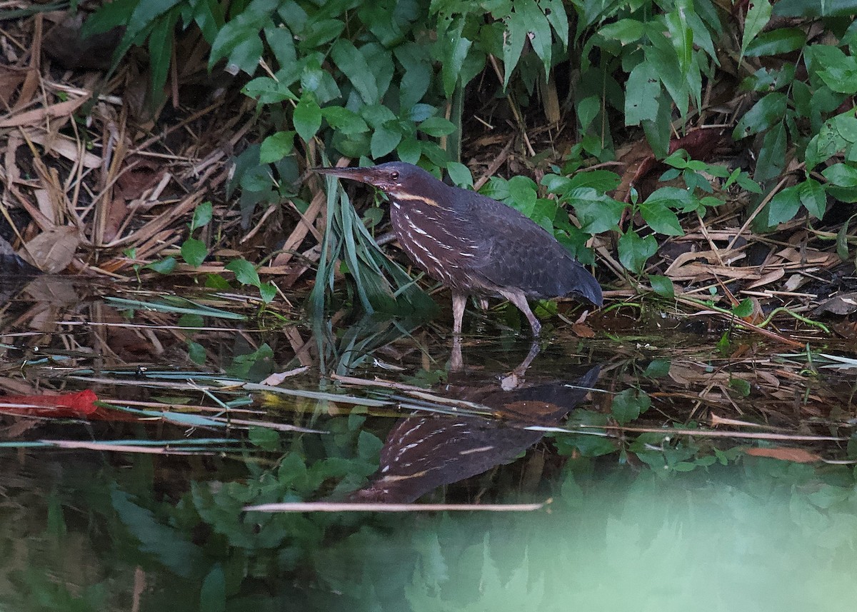 Black Bittern - ML620295925