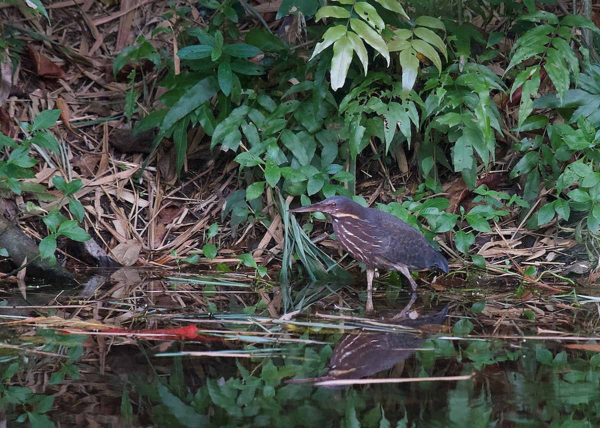 タカサゴクロサギ - ML620295927