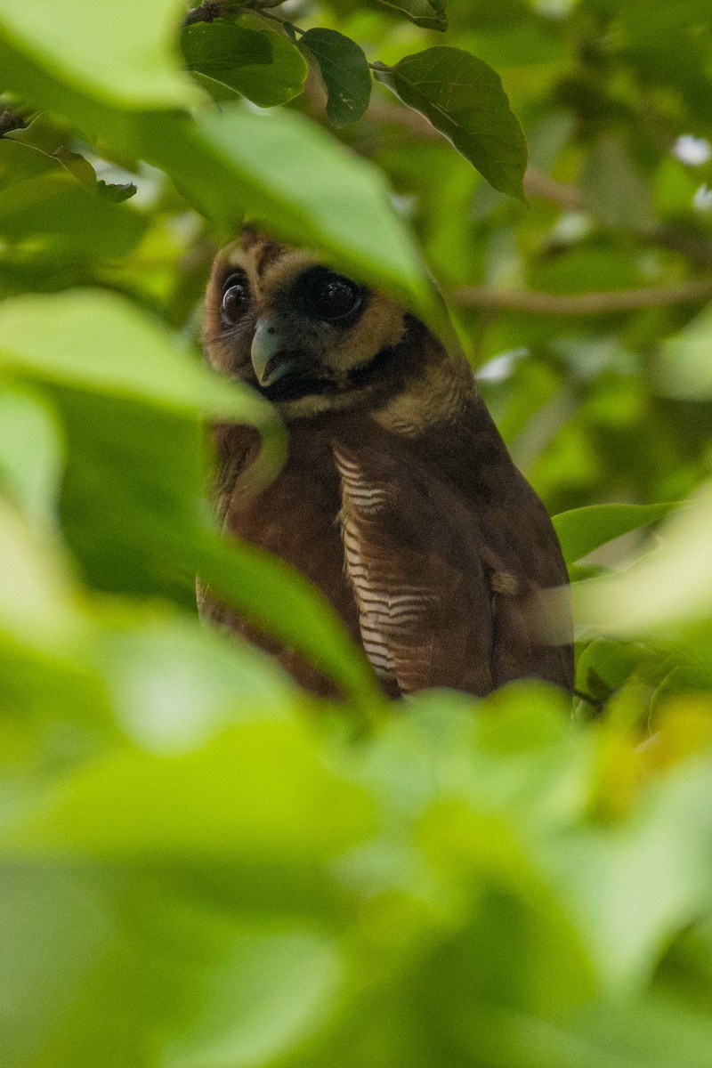 Brown Wood-Owl - ML620295929