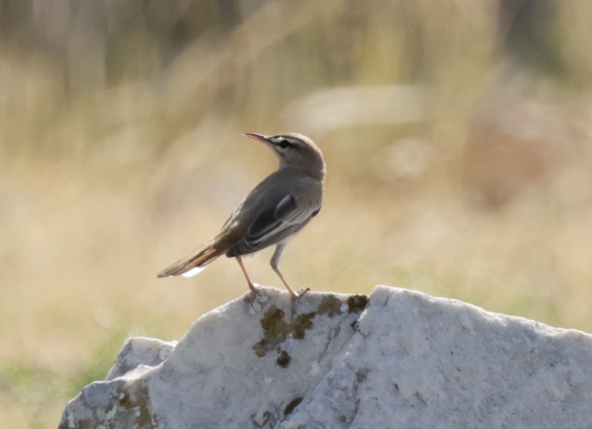 Rufous-tailed Scrub-Robin - ML620295930