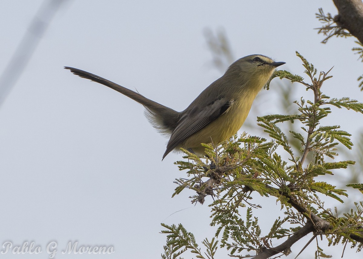 Greater Wagtail-Tyrant - ML620295931