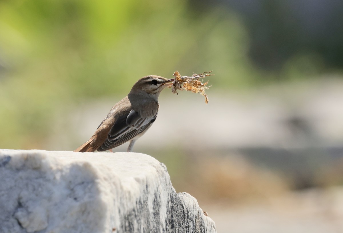 Rufous-tailed Scrub-Robin - ML620295932