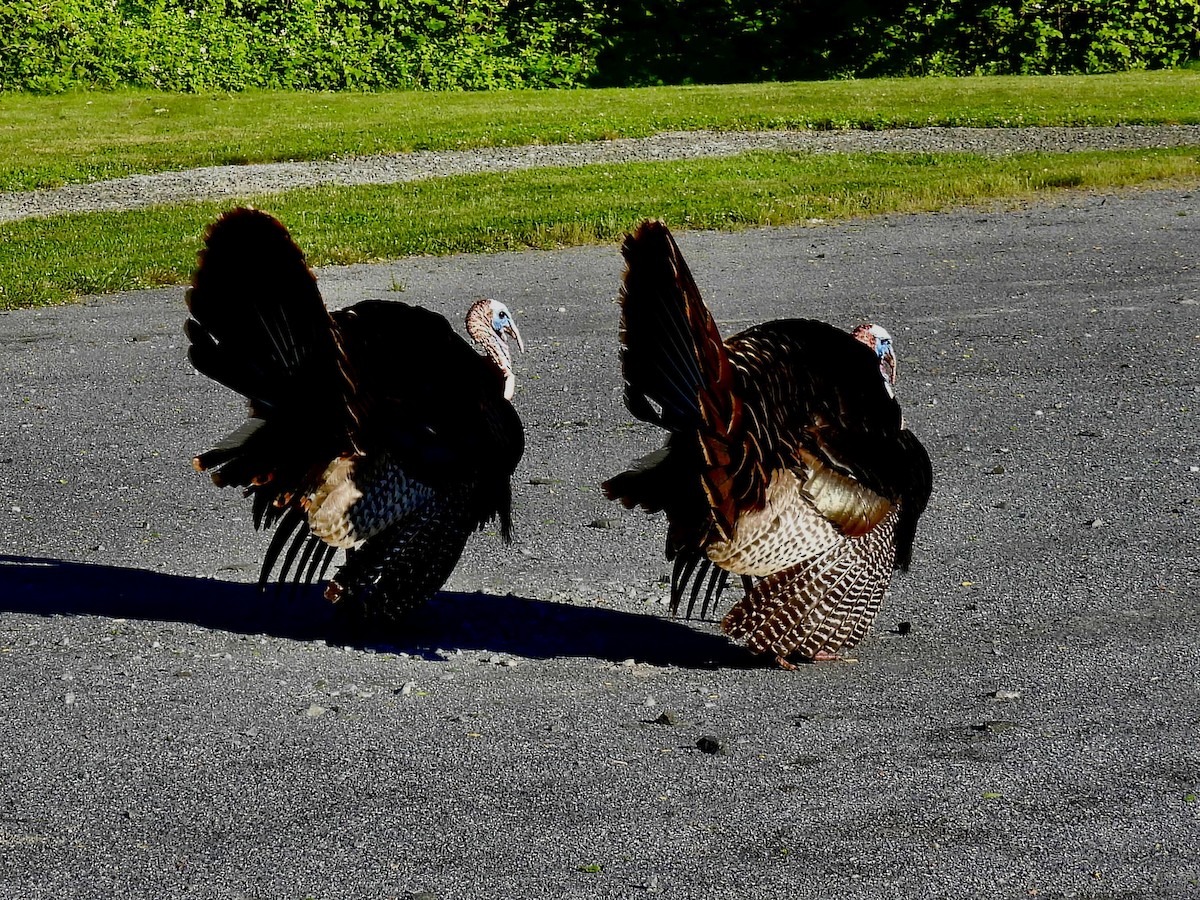 Wild Turkey - ML620295941