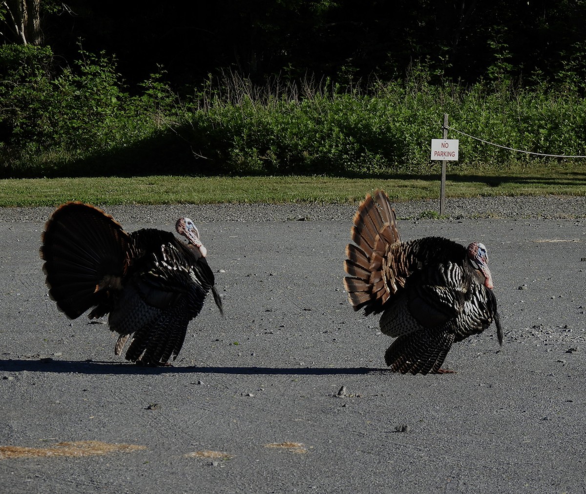 Wild Turkey - ML620295942