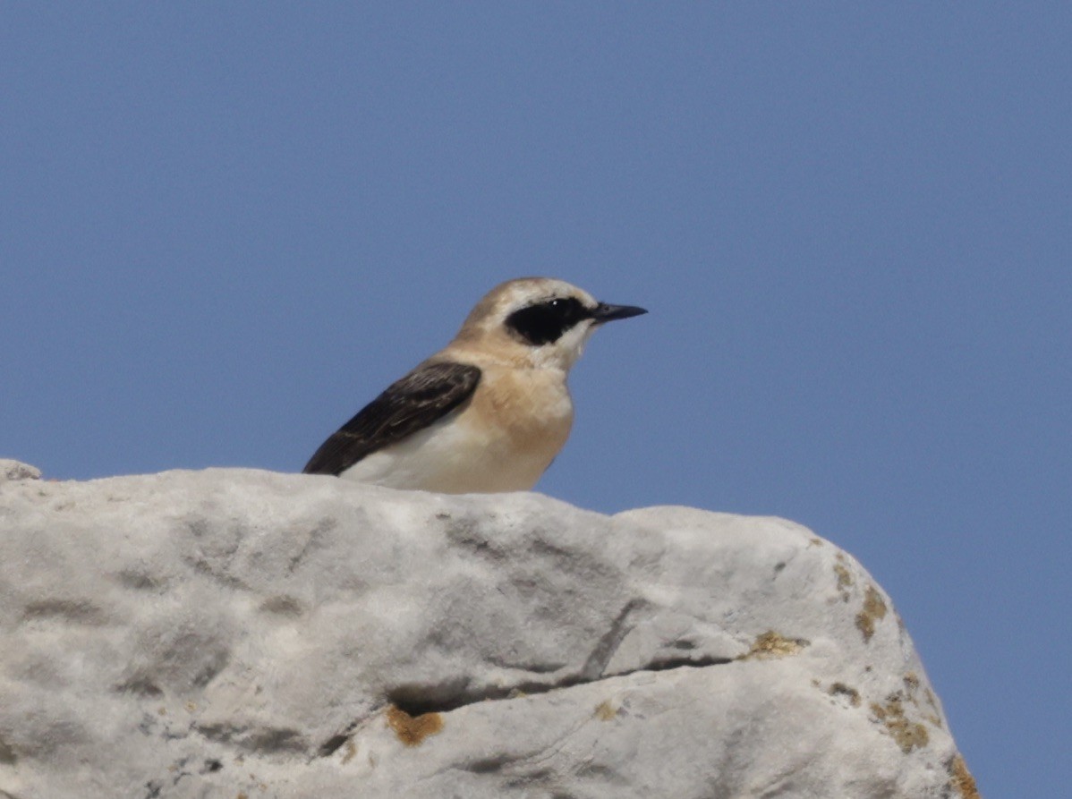 Eastern Black-eared Wheatear - ML620295945