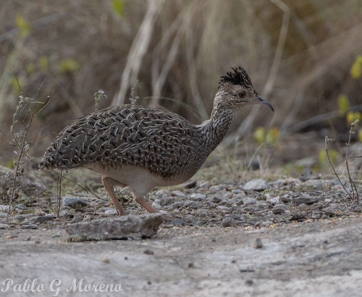 Brushland Tinamou - ML620295946