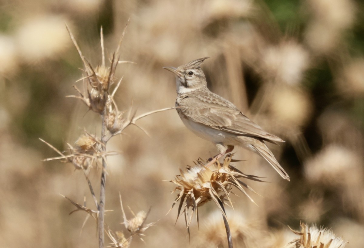 Crested Lark - ML620295947