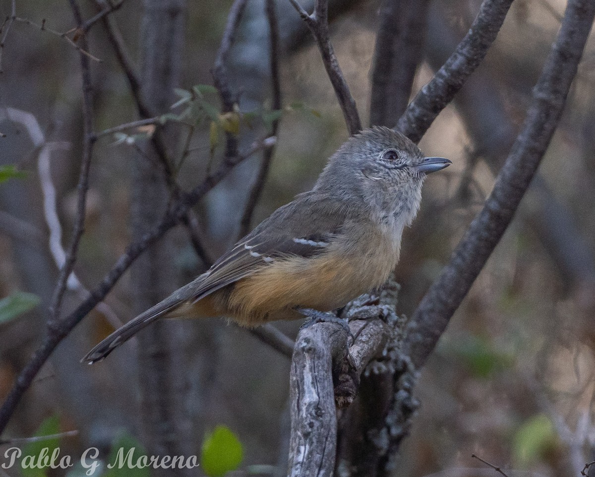 Variable Antshrike - ML620295949