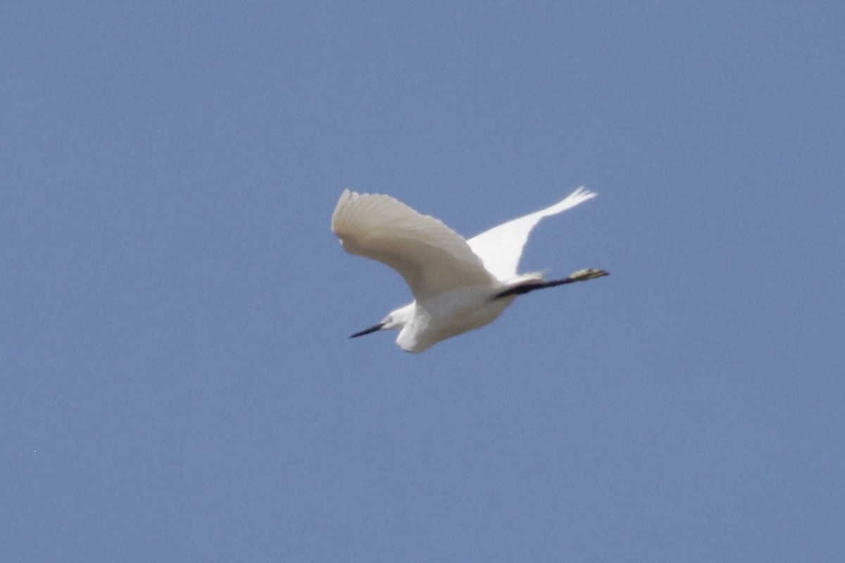 Little Egret - ML620295950