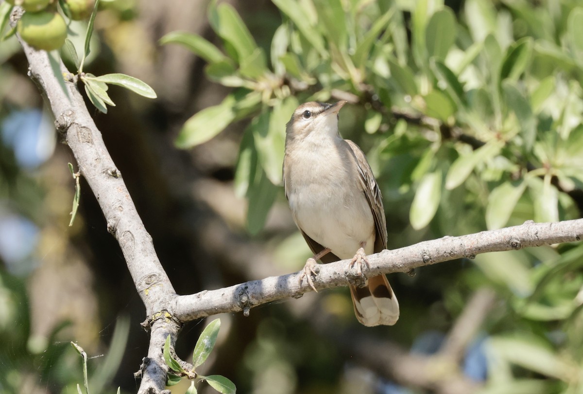 Rufous-tailed Scrub-Robin - ML620295952