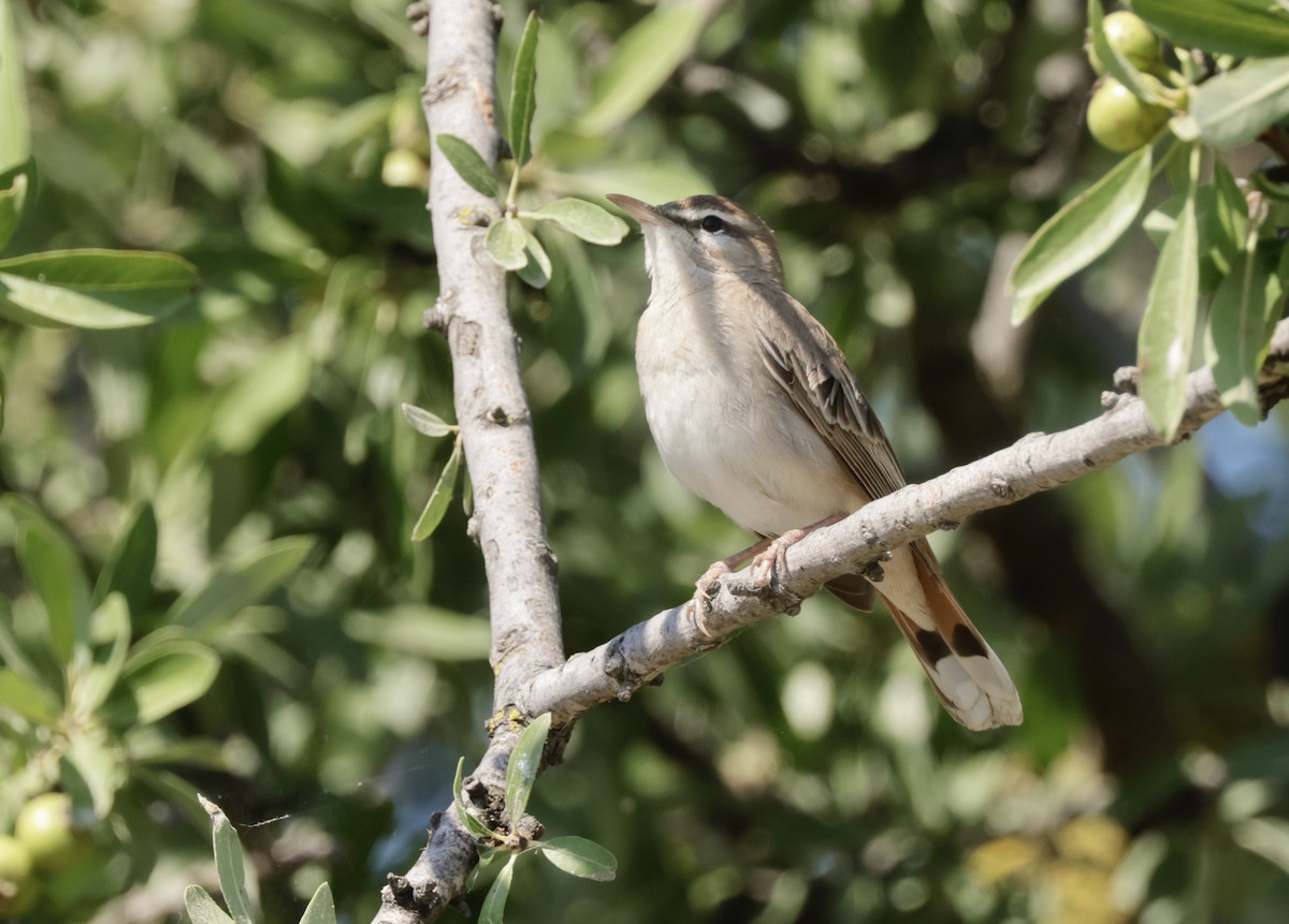 Rufous-tailed Scrub-Robin - ML620295953