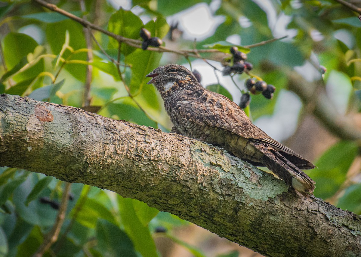 Jungle Nightjar - ML620295954