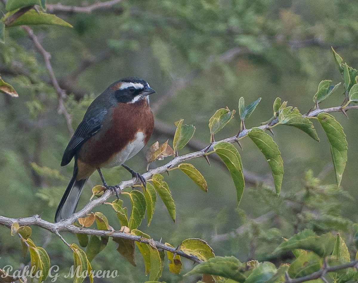 Black-and-chestnut Warbling Finch - ML620295959