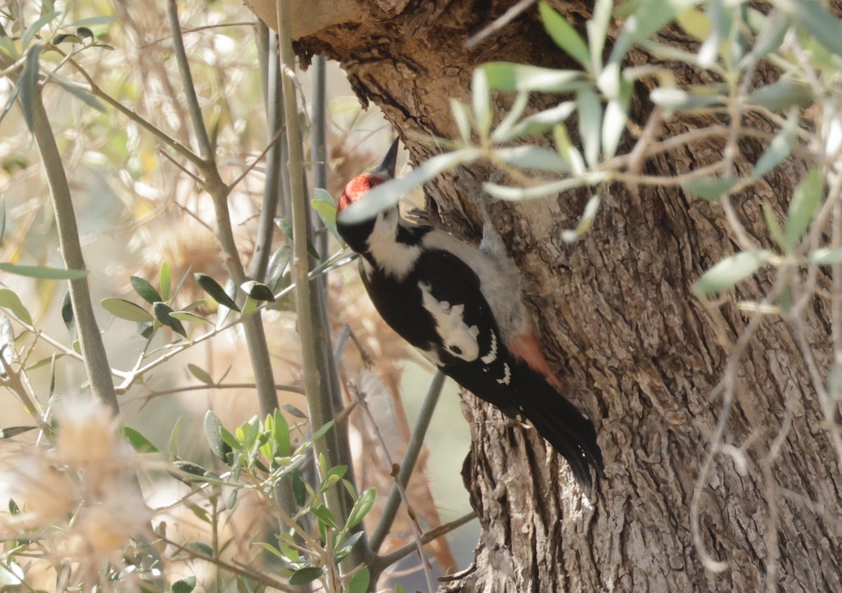 Syrian Woodpecker - ML620295960
