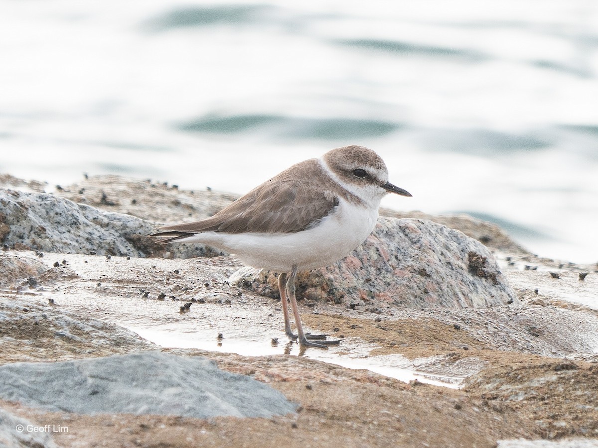 Kentish Plover - ML620295962