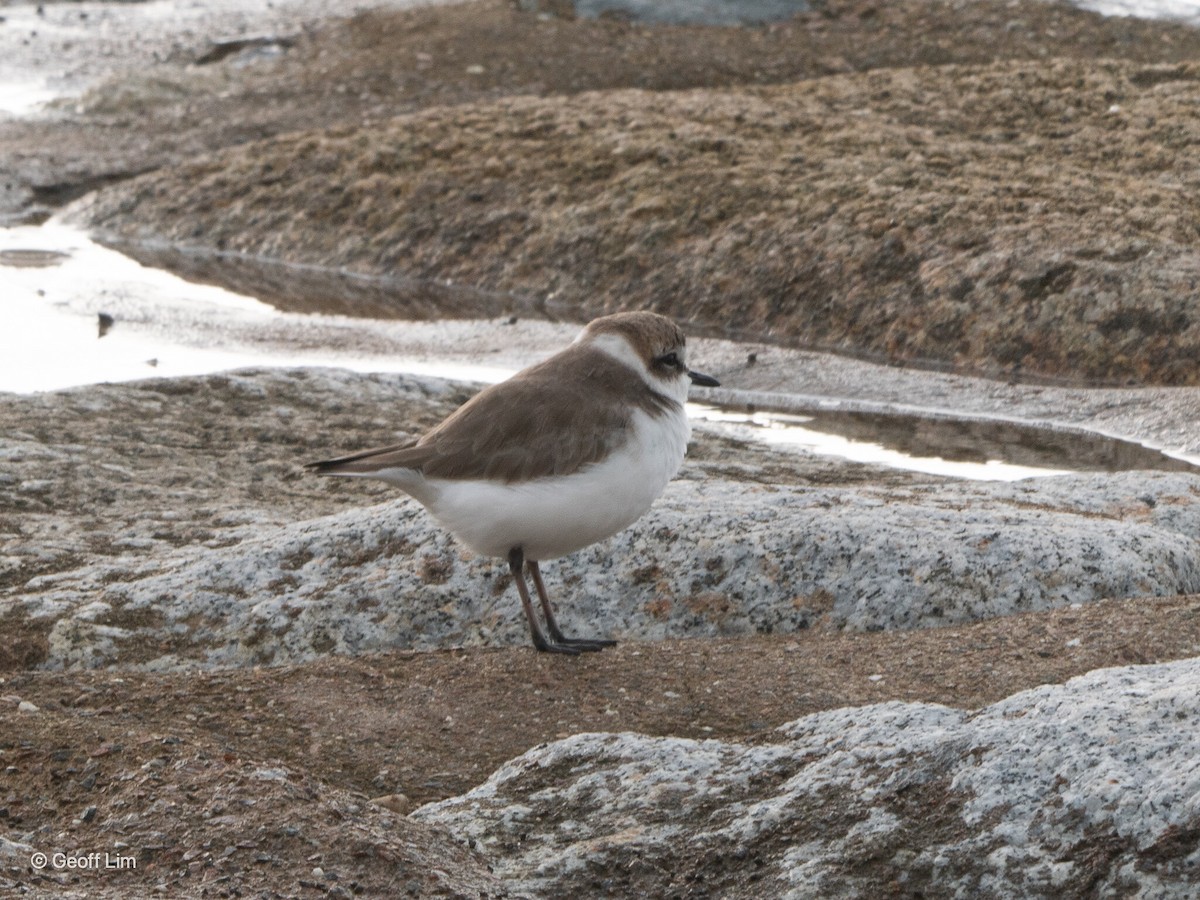 Kentish Plover - ML620295963