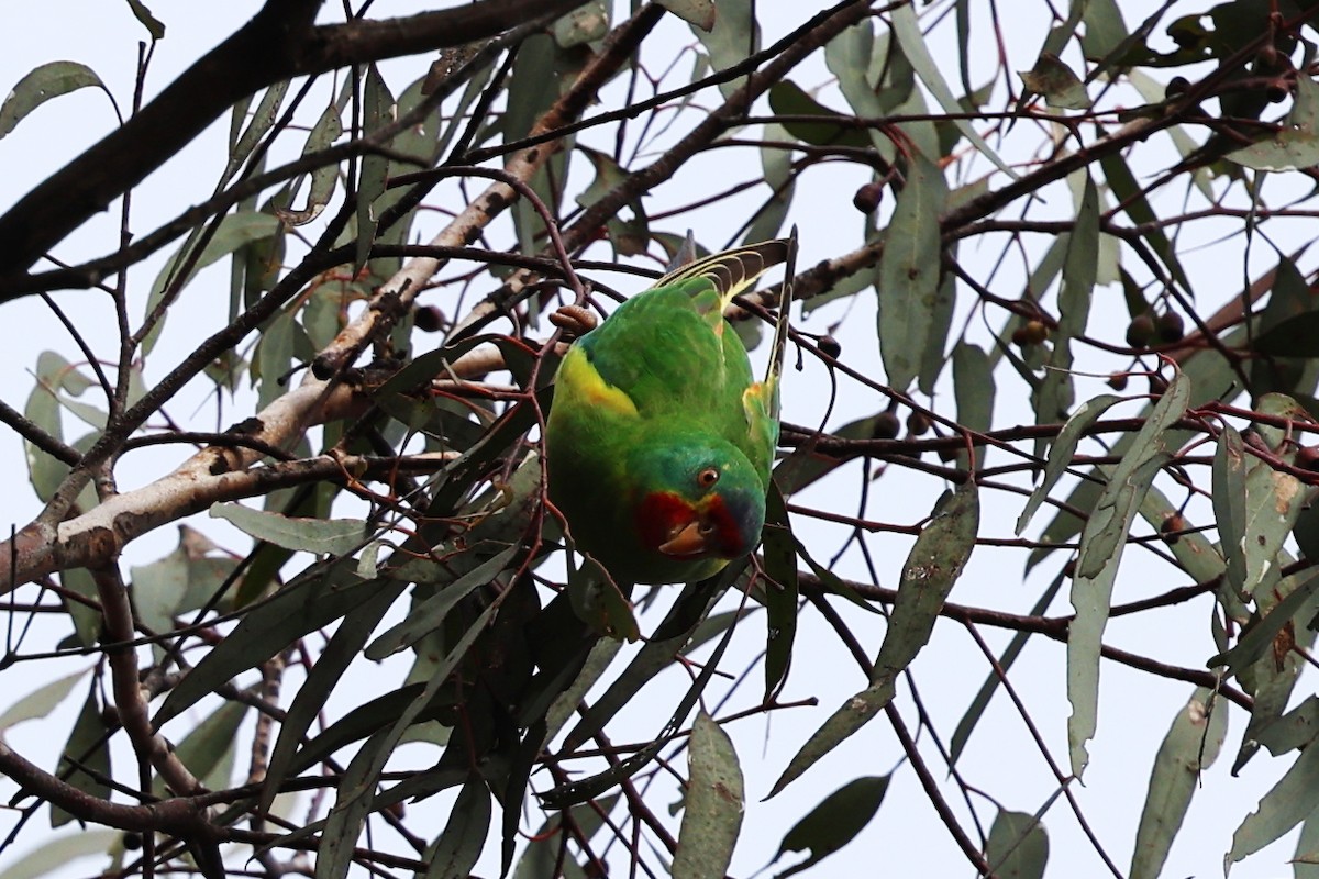 Swift Parrot - ML620295966