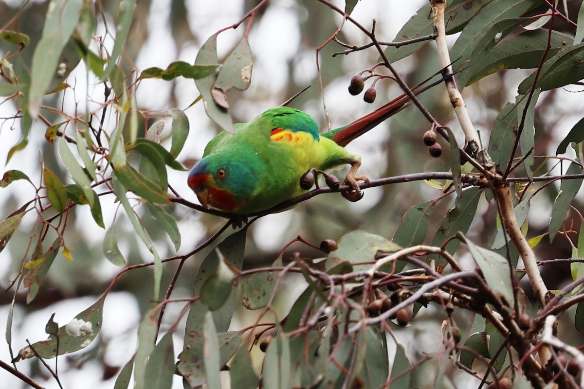 Swift Parrot - ML620295967