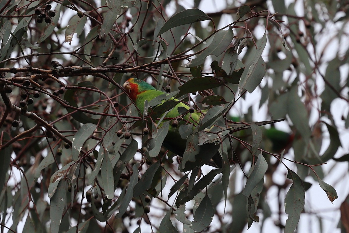 Swift Parrot - ML620295968