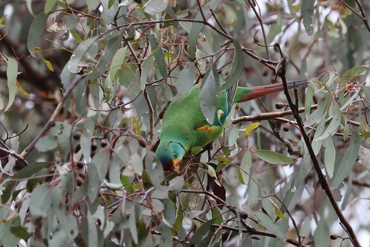 Swift Parrot - ML620295969