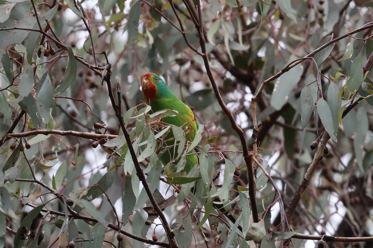 Swift Parrot - ML620295970