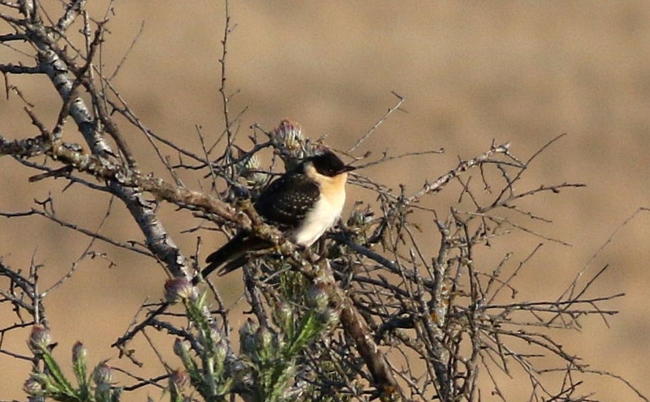 Great Spotted Cuckoo - ML620295973