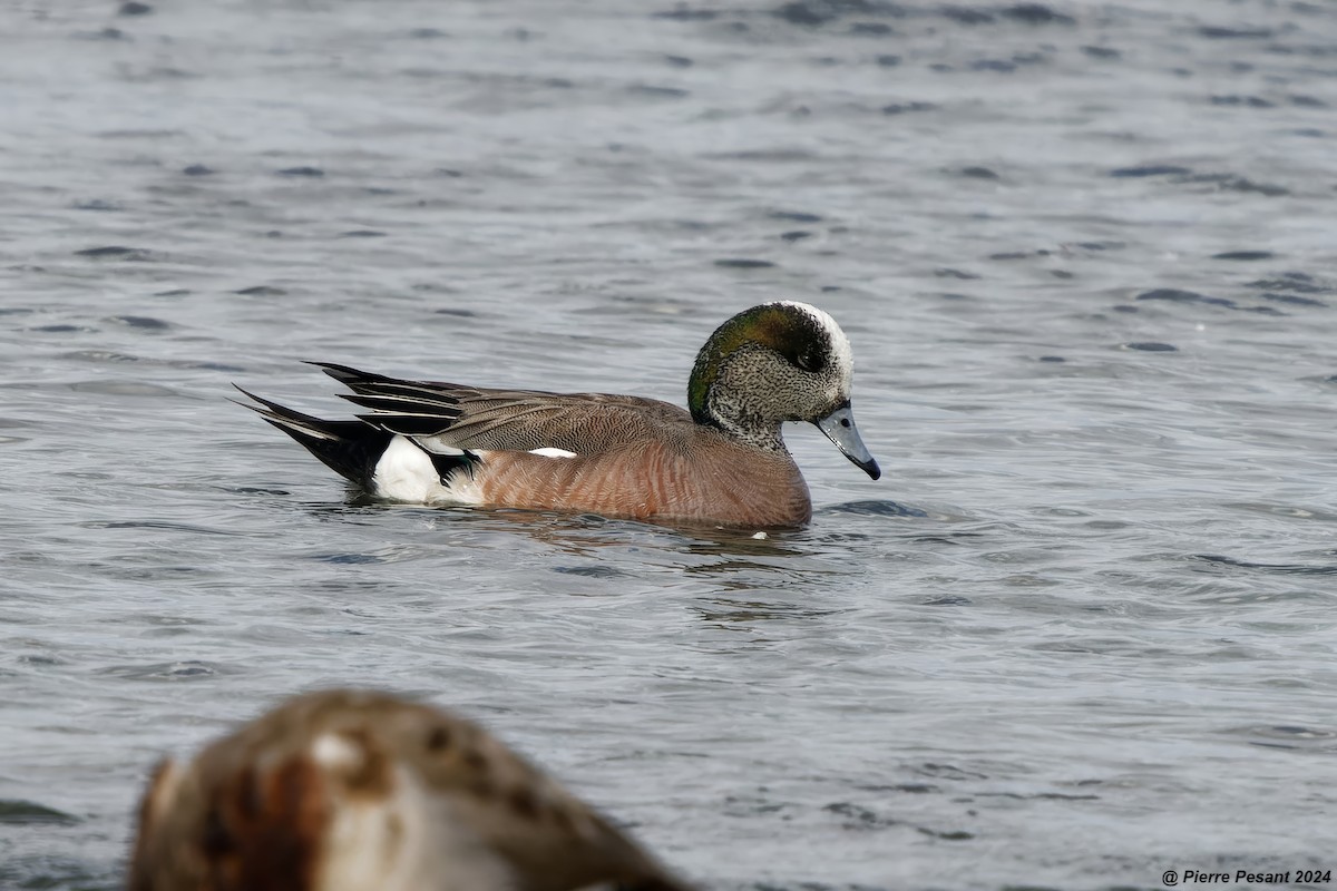 American Wigeon - ML620295975