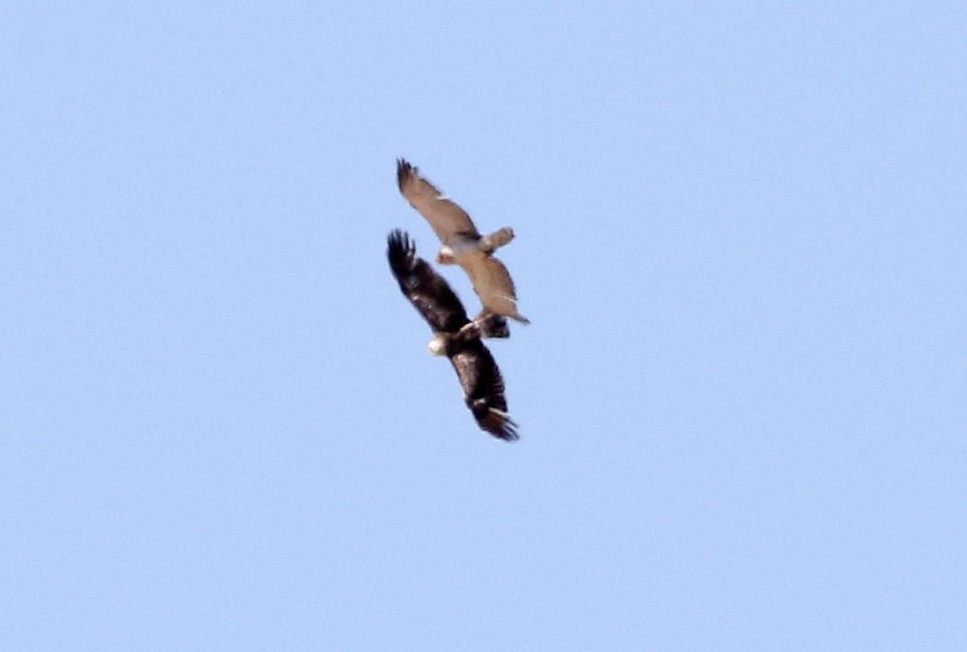 Short-toed Snake-Eagle - ML620295976