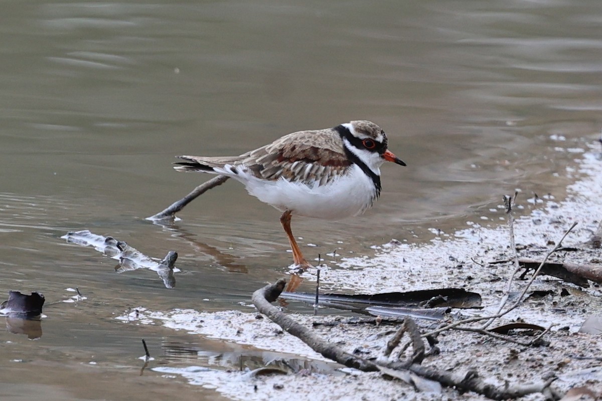 Black-fronted Dotterel - ML620295977