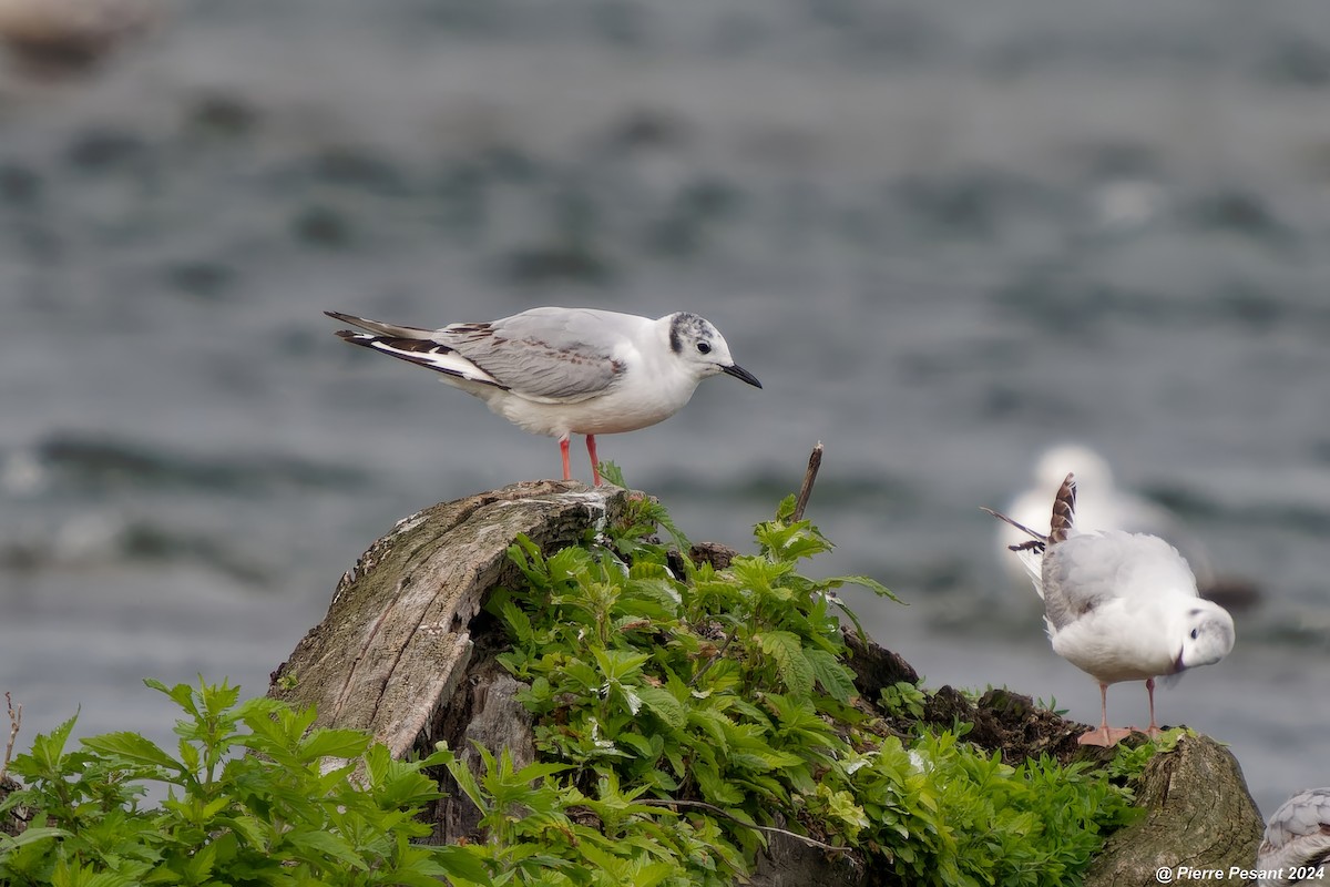 Bonaparte's Gull - ML620295981