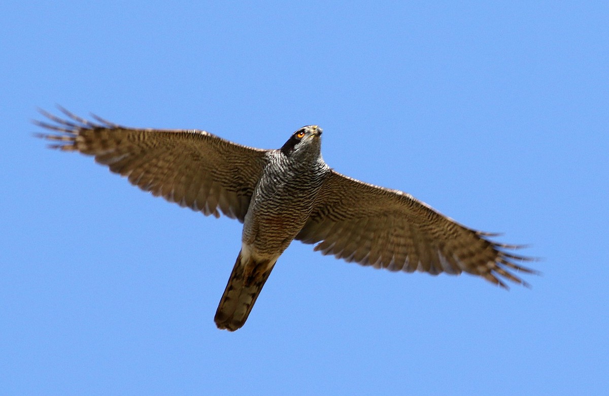 Eurasian Goshawk - ML620295982