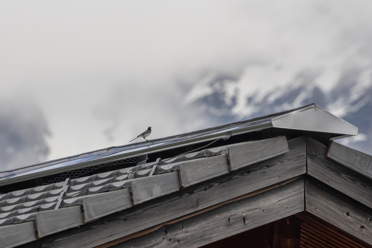 White Wagtail (White-faced) - ML620295985