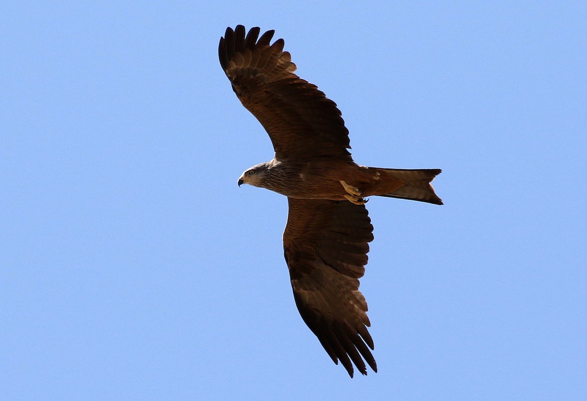 Black Kite - ML620295990