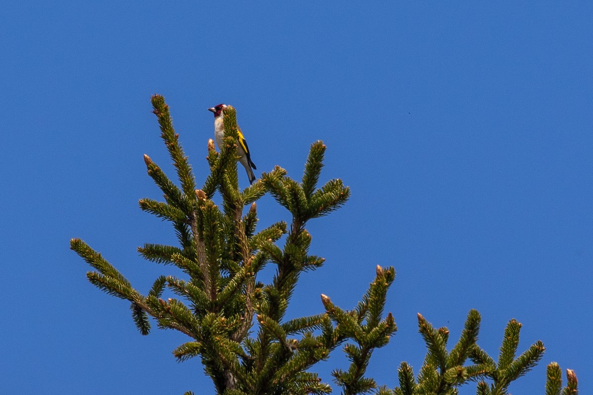 Chardonneret élégant - ML620295991