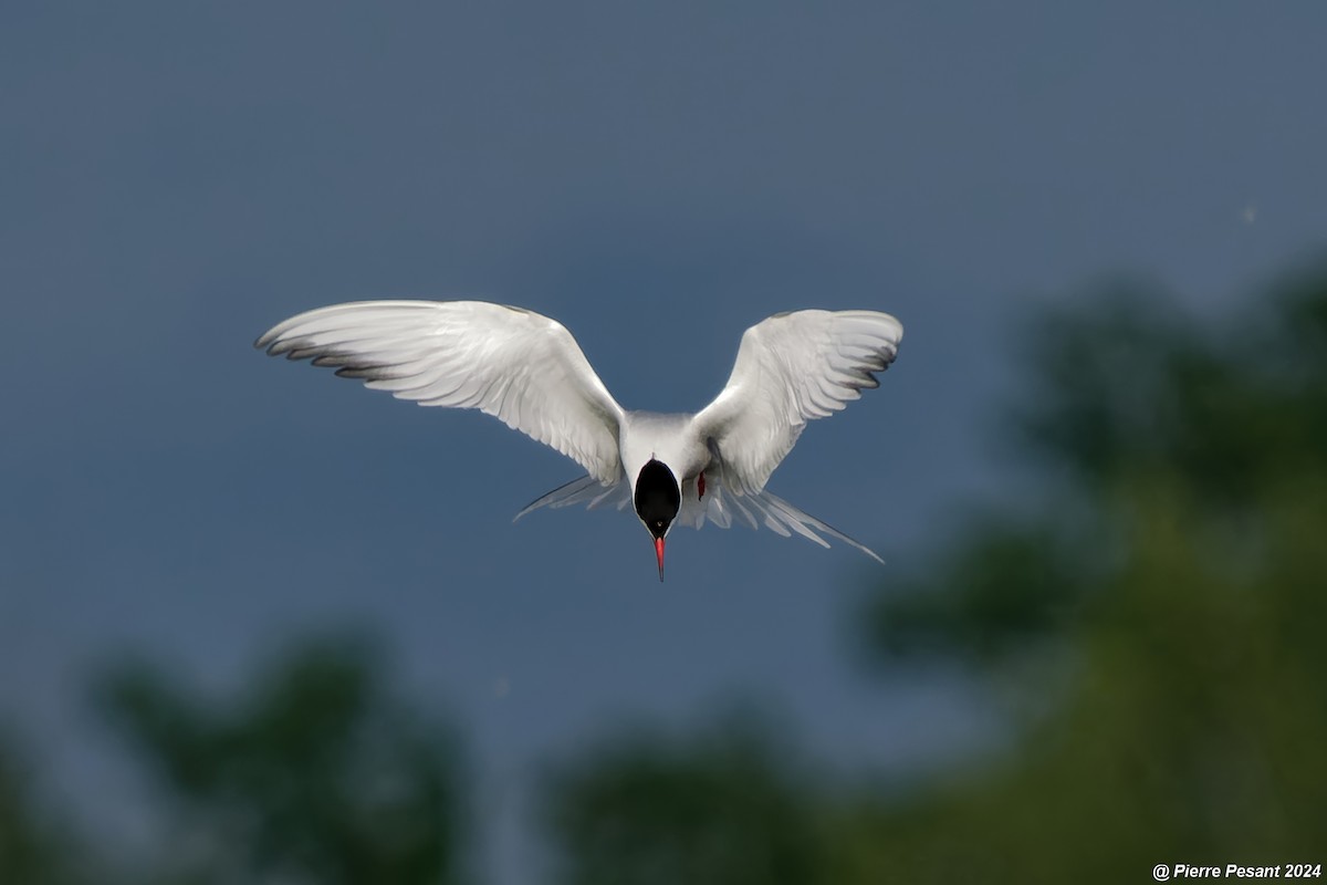 Common Tern - ML620295993