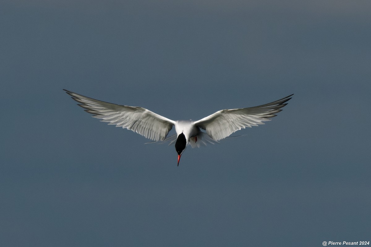 Common Tern - ML620295994