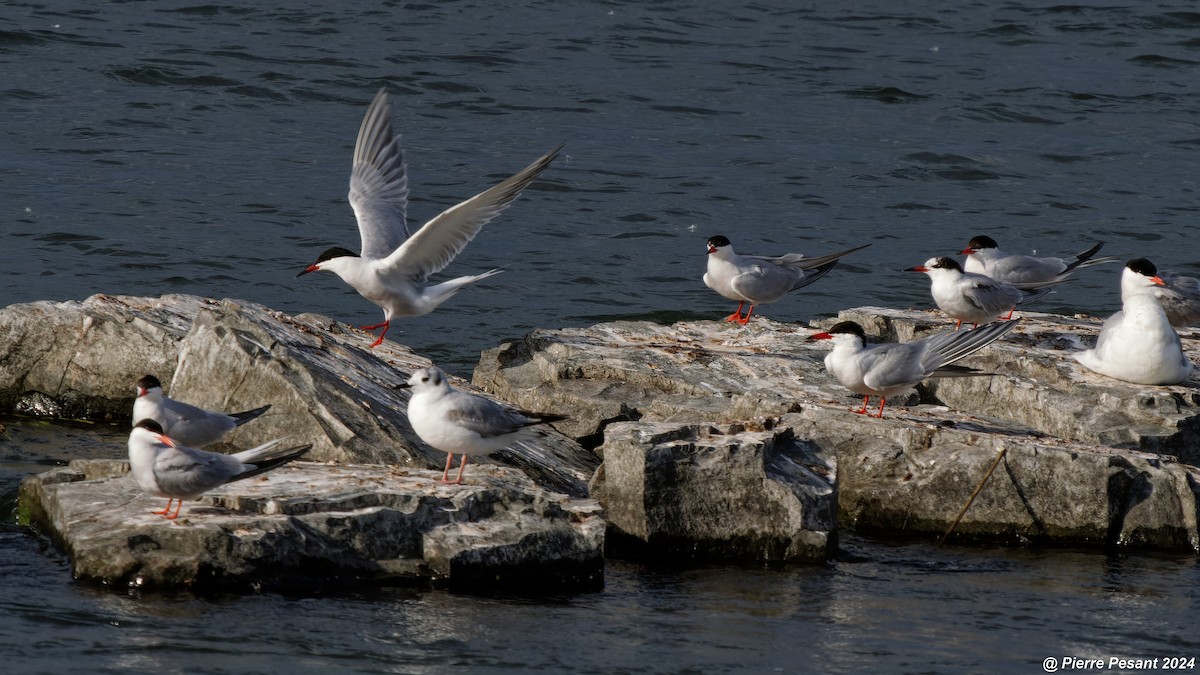 Common Tern - ML620295995