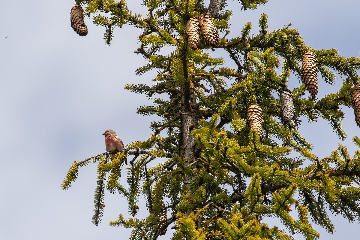 Lesser Redpoll - ML620295996