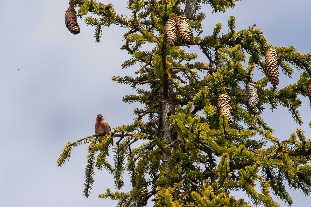 Lesser Redpoll - ML620295997