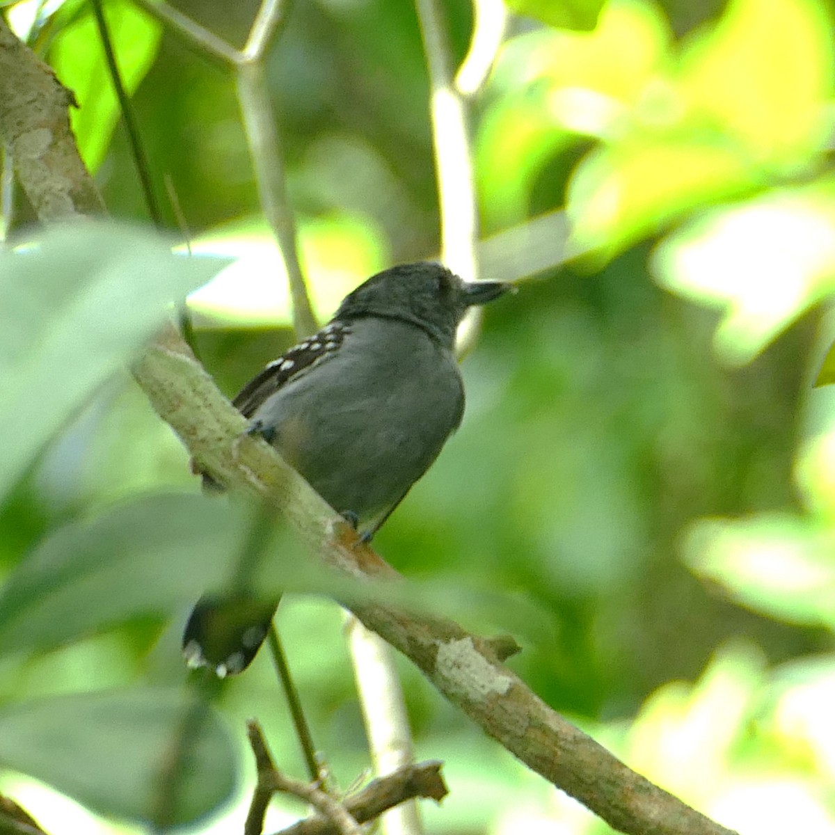 Black-crowned Antshrike - ML620296001