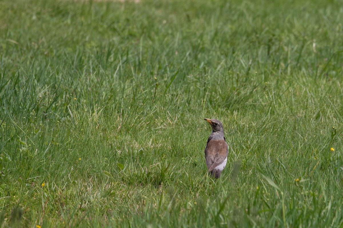 Fieldfare - ML620296004