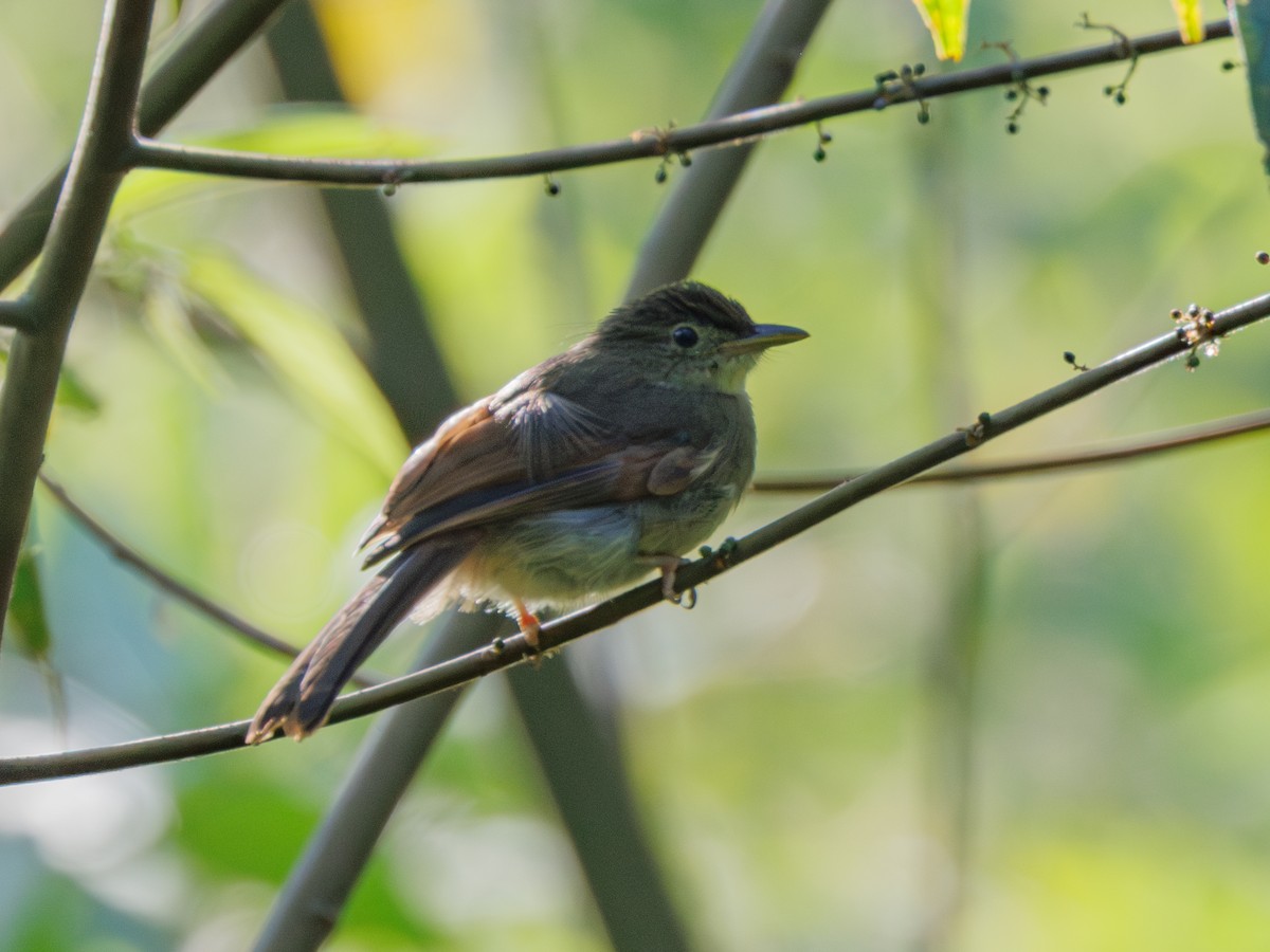 Buff-vented Bulbul - ML620296005