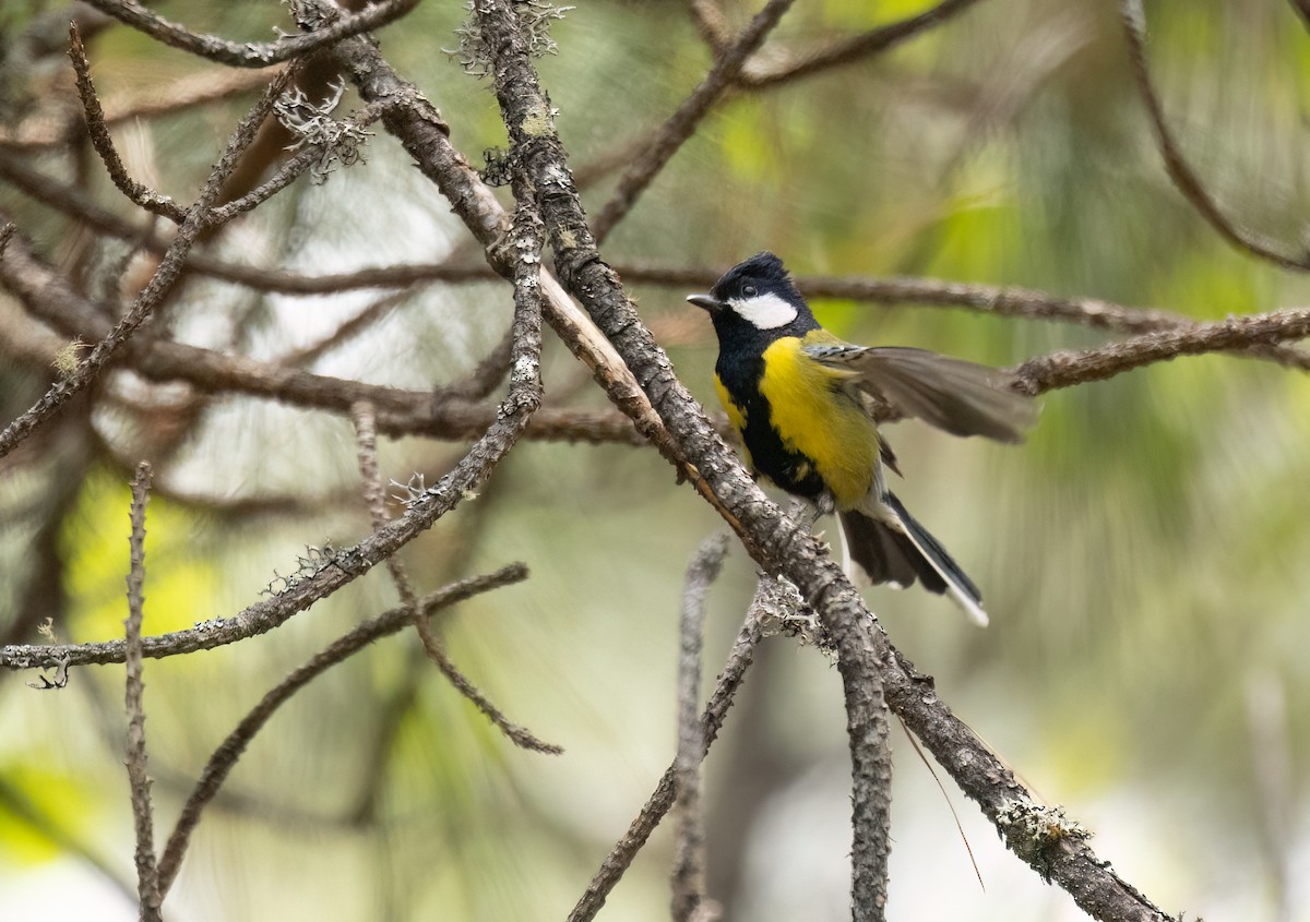 Green-backed Tit - ML620296006