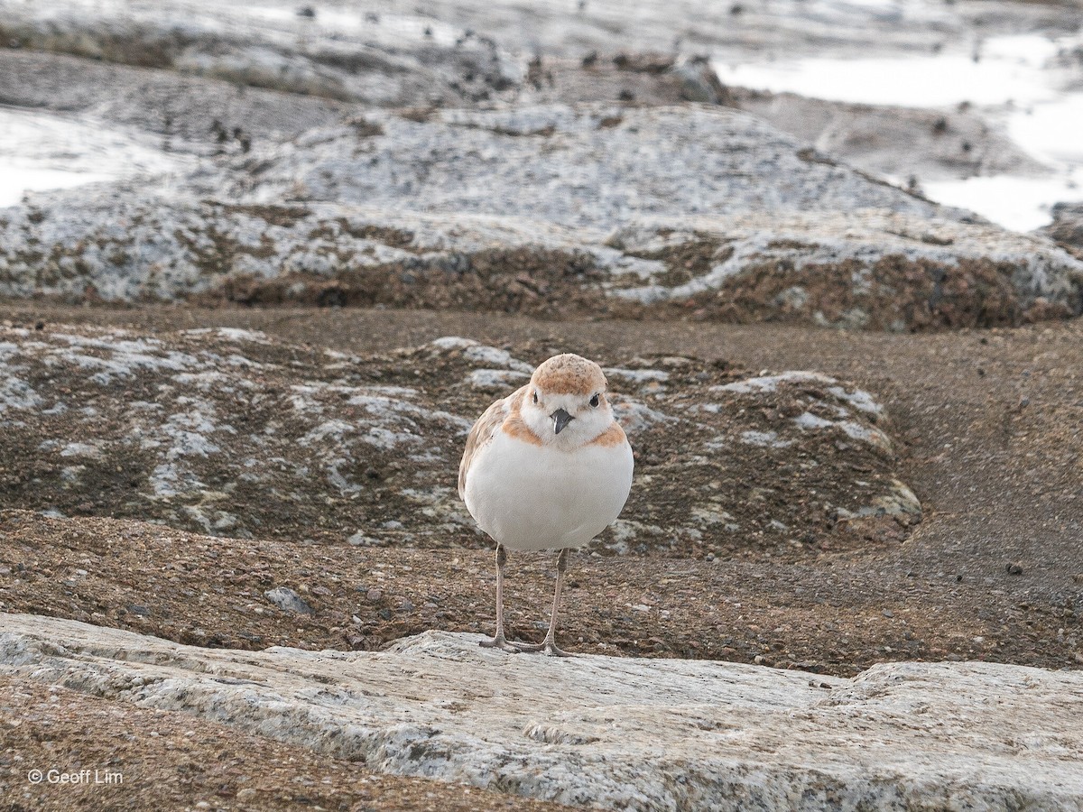 Malaysian Plover - ML620296007